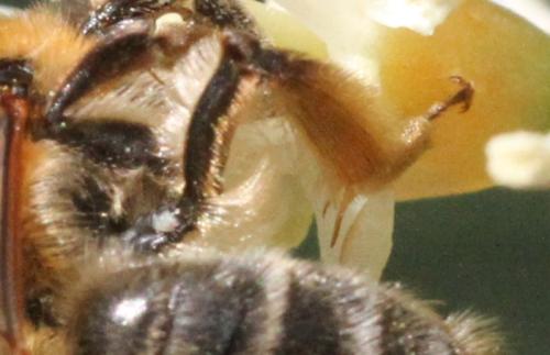 Réf. 339 206 : Andrena tibialis